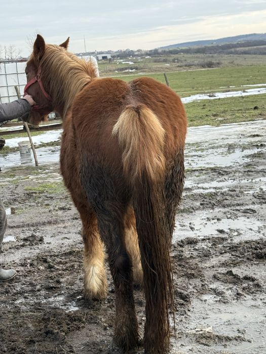 Vand manza de doi ani