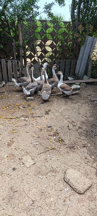 Gâște  de vânzare
