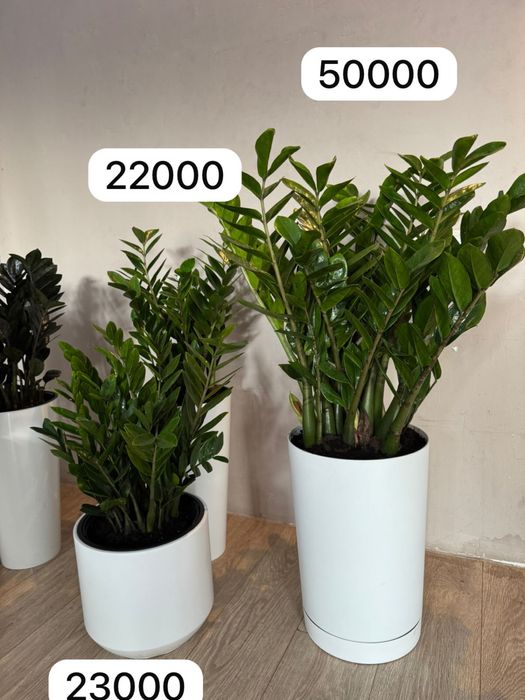 Доллар гул долларовое дерево цветы гулдер озеление