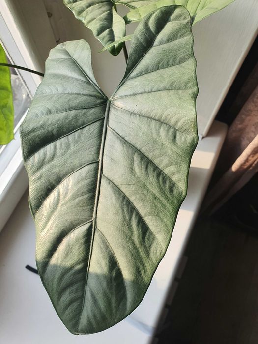 Алоказия коразон