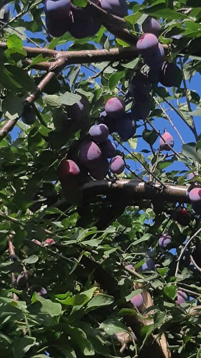 Prune coapte netratate