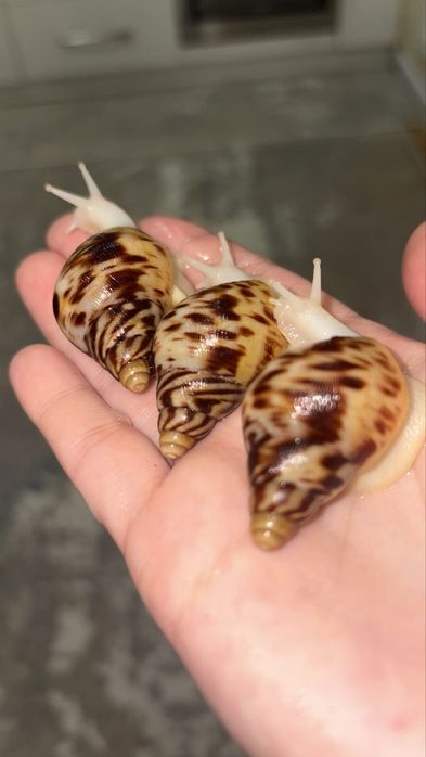 Retikulyata albinos 4-4,5 sm ideal