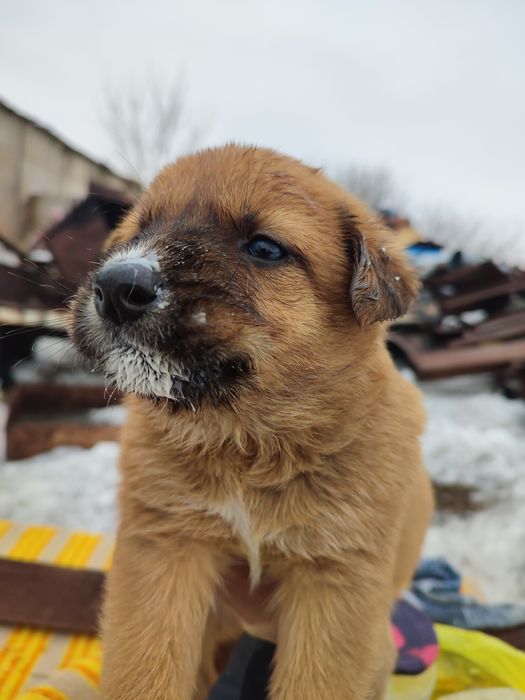 Щеночки в хорошие,добрые руки