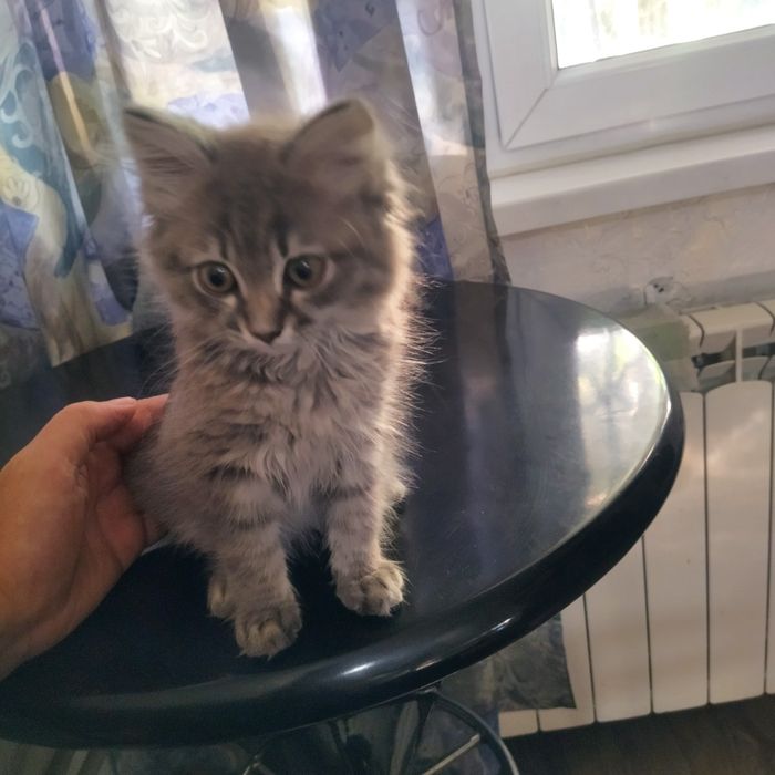 Котёнок, мальчик, 3 мес. Ищет хозяина.