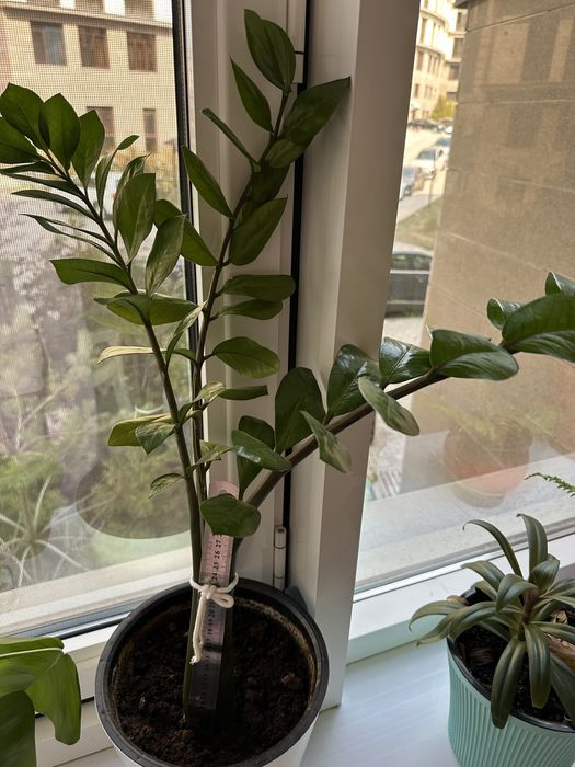 Долларовое дерево,замиокулькас