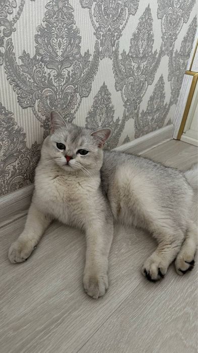 Продаю 8 месячного кота