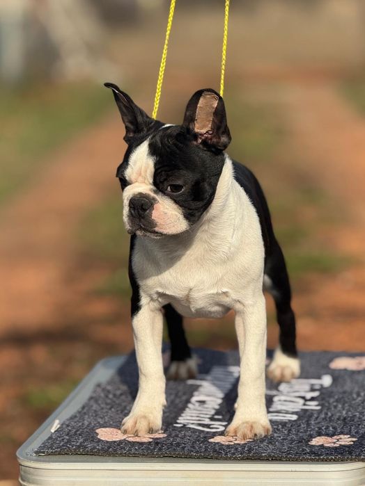 Pui mascul boston terrier