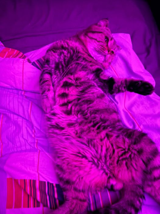 отдам кота вислоухий британец