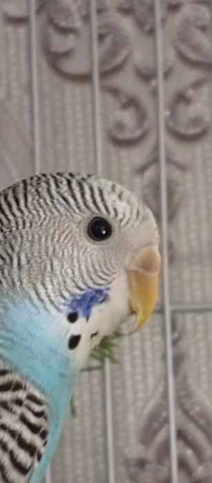 Продам папугаев волнистых