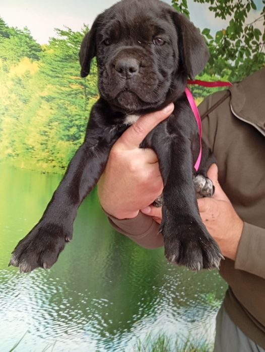 Кане Корсо cane Corso Italiano