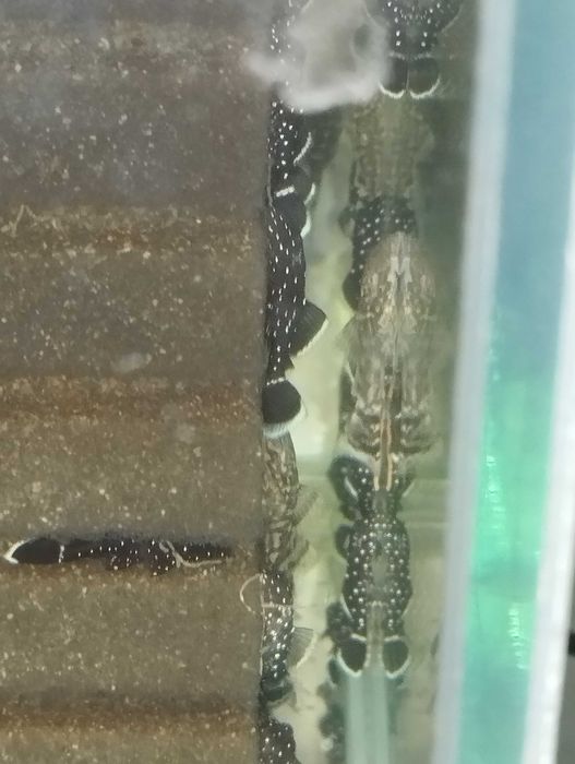 Звезден сом L181