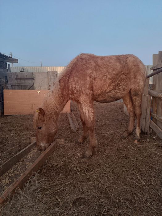 Продам баитал 1.10 мес