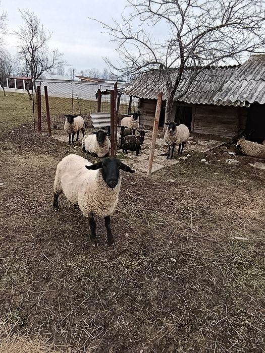 Oi suffolk de vanzare