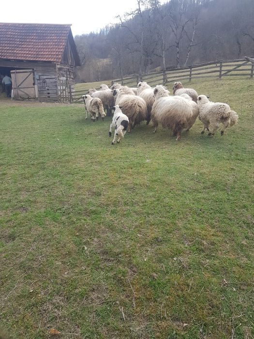 Oi de vanzare în Stanija