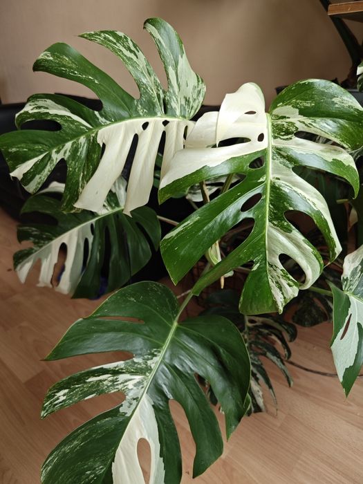 Върхов резник Монстера Албо