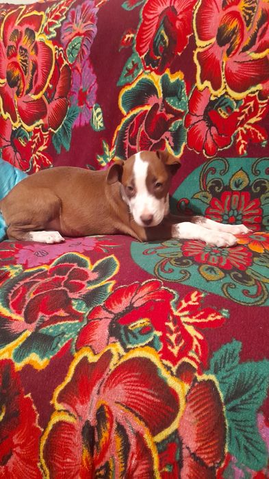 Щенок девачка окрас каричнева белая