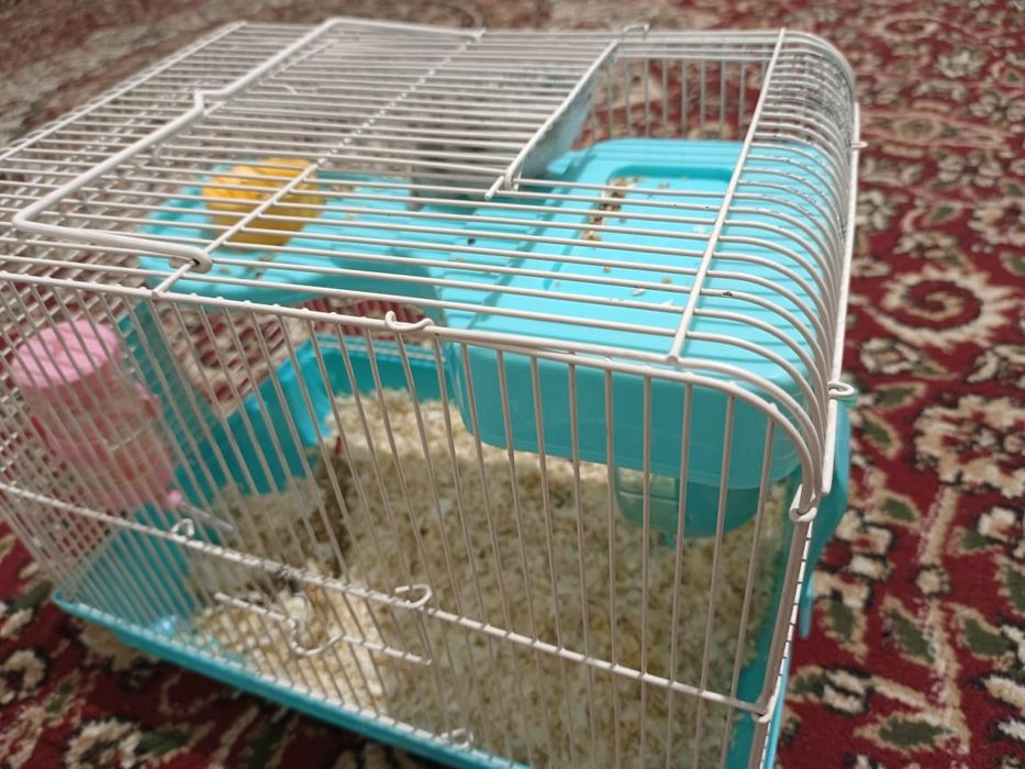 Продам хомяка с клеткой