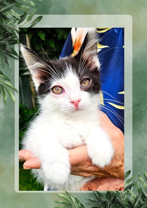 Братишки котики в поисках хозяина!