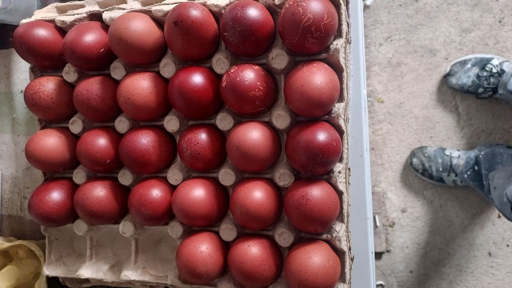 Pui  Marans și olive.