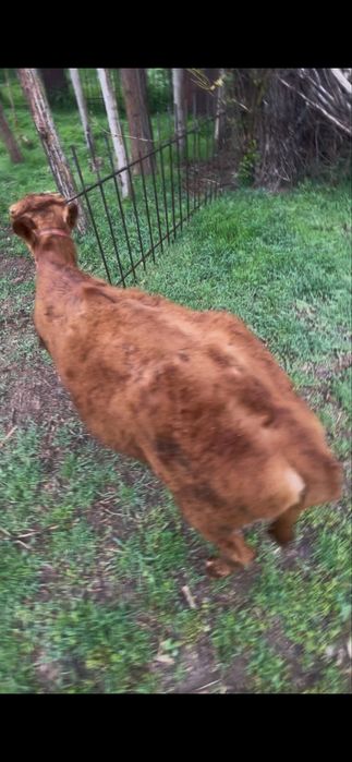 Онахин сотилади !