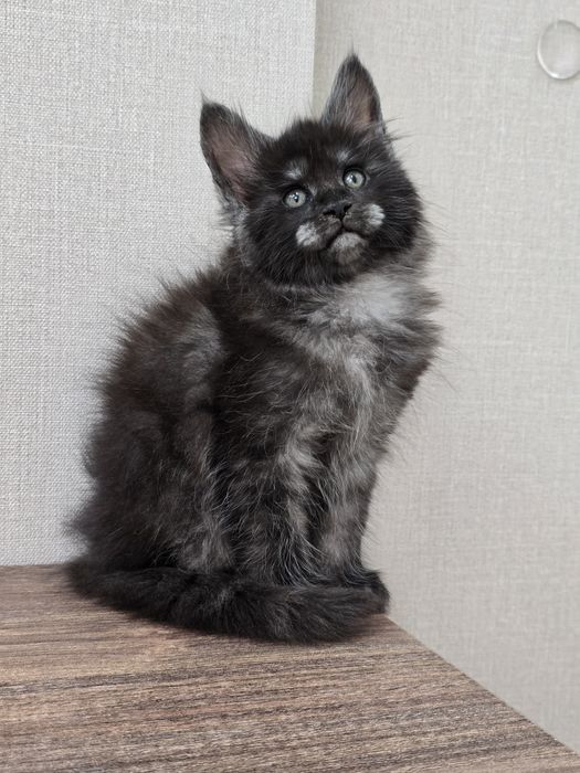 Шикарная девочка мейн-кун