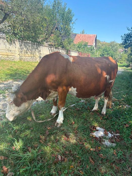 Vaca de vânzare Ocnita ( Jud BN )