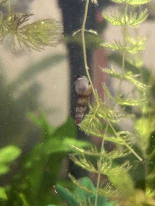 Улитка есть Город Актау срочно продам