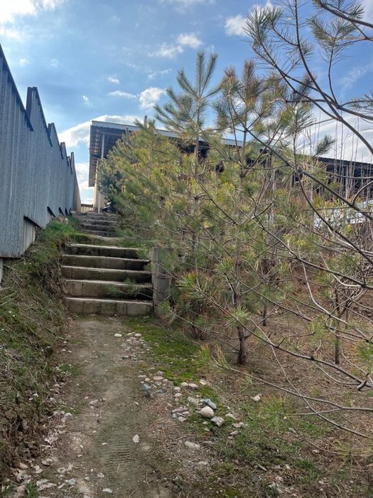 Продам сосны цена договорная