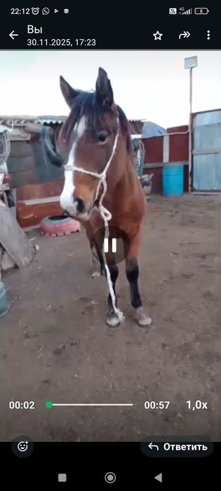 Ассалаумалейкум байтал сатылады