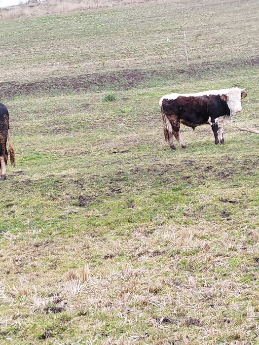 Vând doi tauri 20 kg