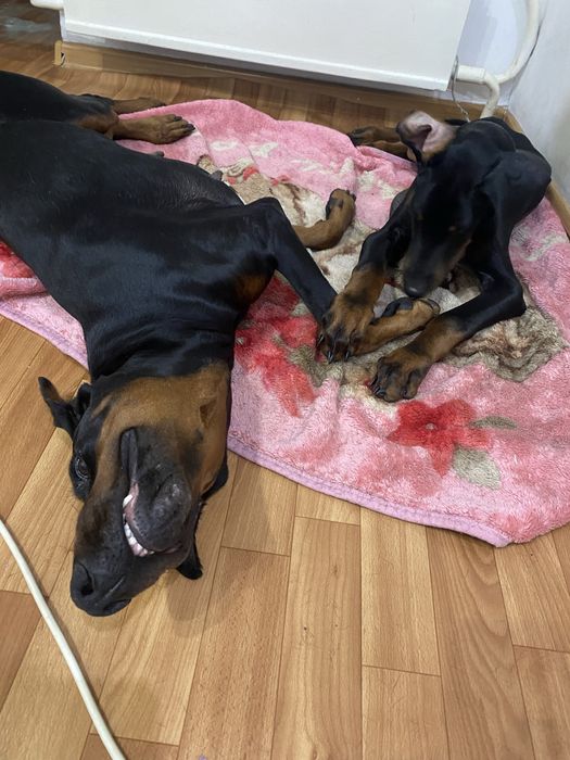 Отдам В добрые руки!