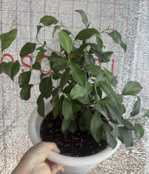 Продам фикусы разные