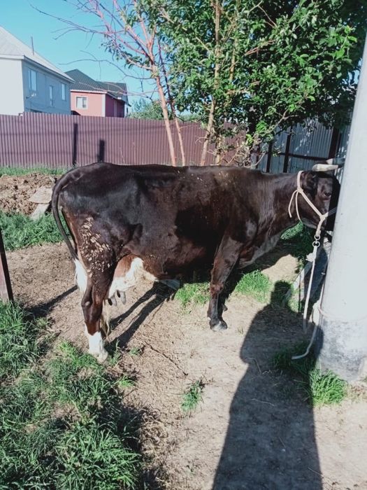 Карова сүтті сиыр