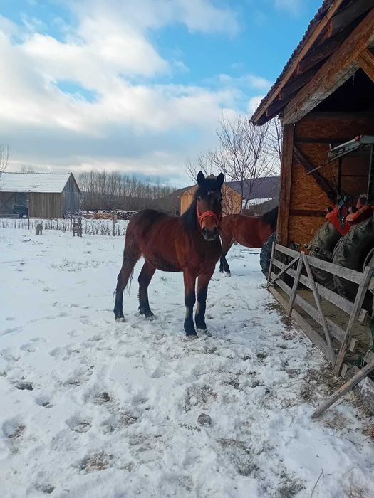 Iapa cu mănz de vânzare