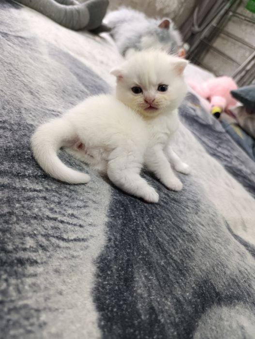 продаются  чистокровные шатладские котята