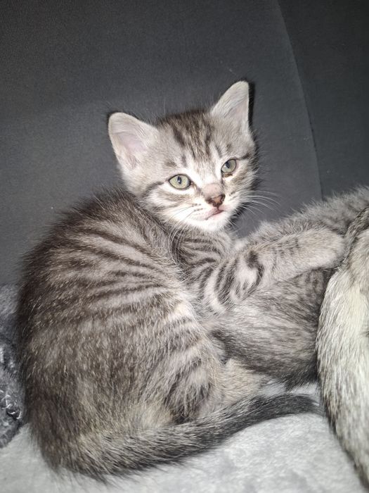Отдам котят и кошку