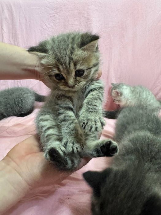 Котята породистые