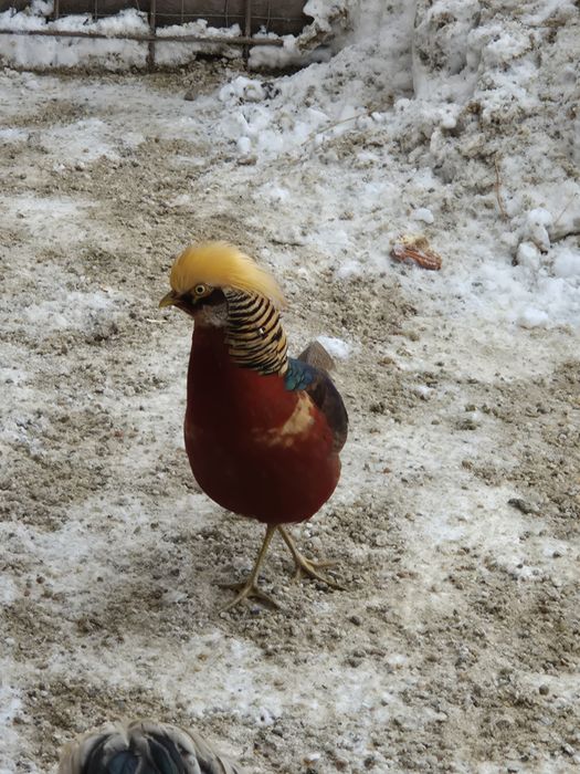 Păuni arlechin,fazani aiuriu pe rosu si cochinchina pitic!