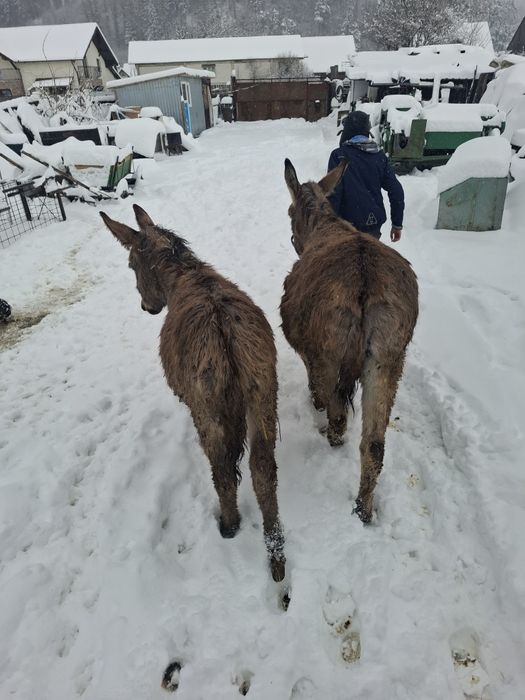 Magarita gestanta cu pui