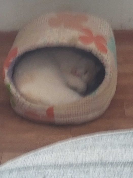 Отдам кота в добрые руки.