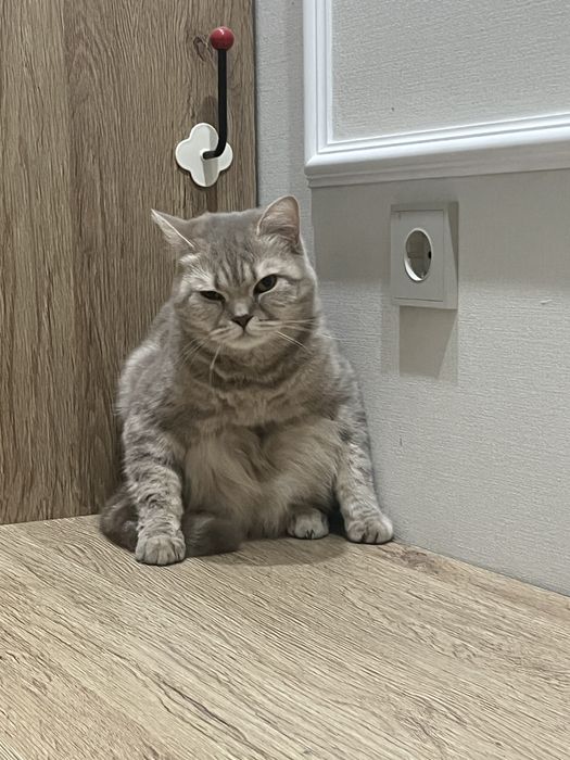 Отдам  милую кошечку в добрые руки