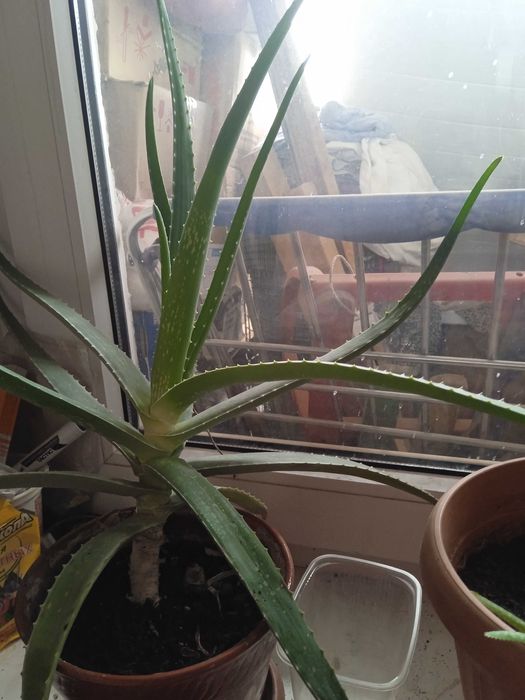 Алоэ Вера для здоровья