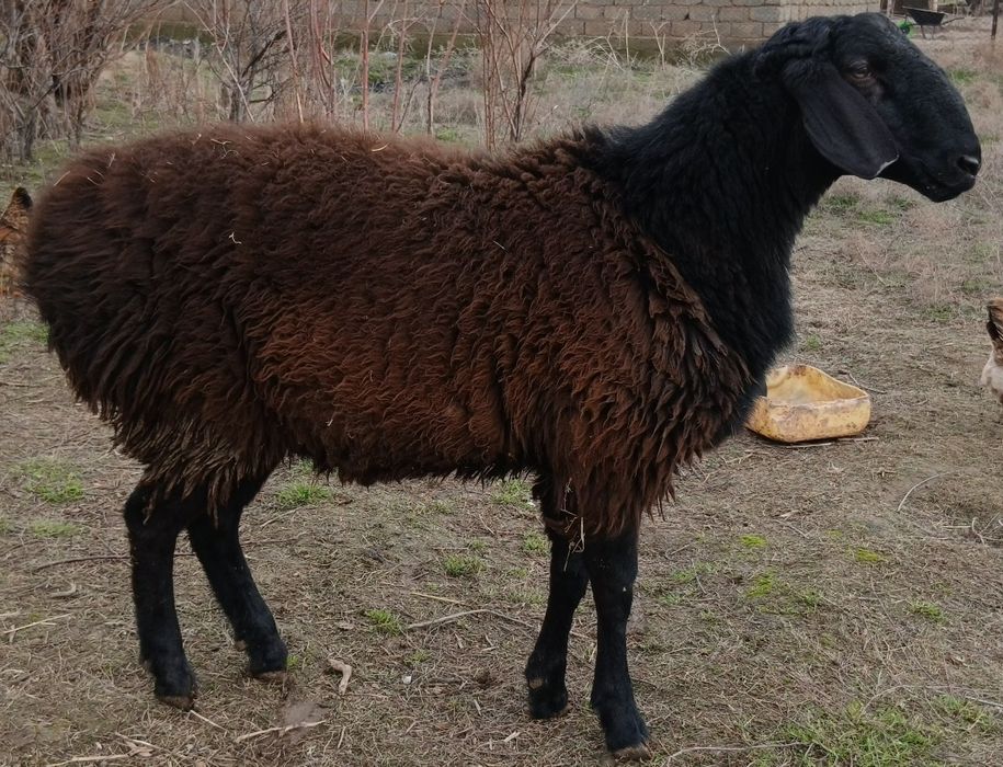 Ұрықтық қошқар сатылады