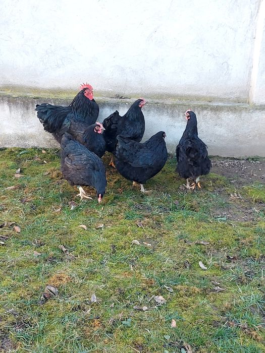 Ouă plymouth albastru și negru