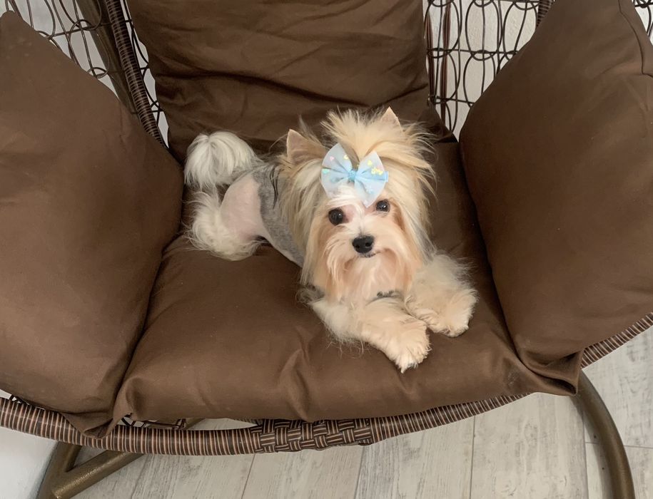 Бивер териер ,йоркширски териер ,йорки