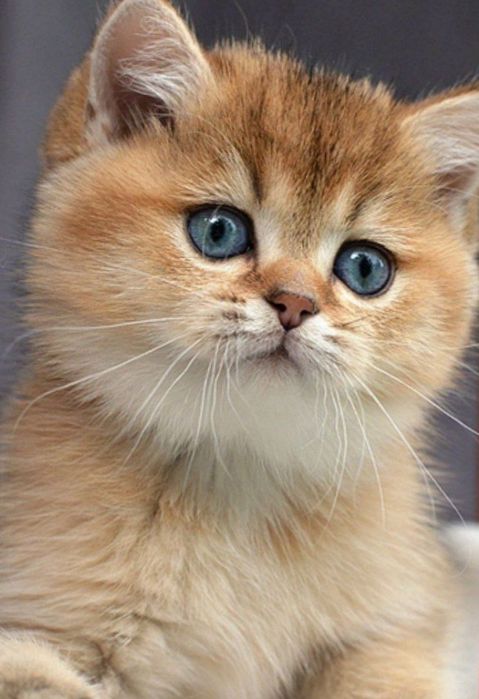 Премиум Золотая Британская Шиншила  котёнок