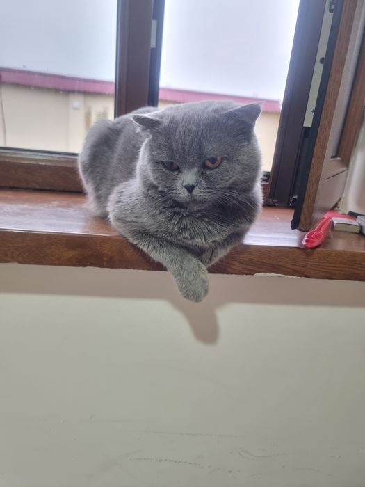 Mushik 1 yoshga kirgan