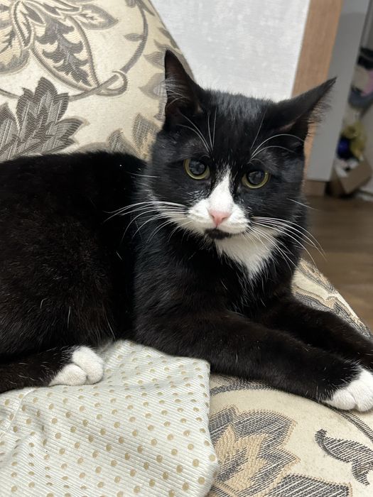 Кот и кошка ищут дом