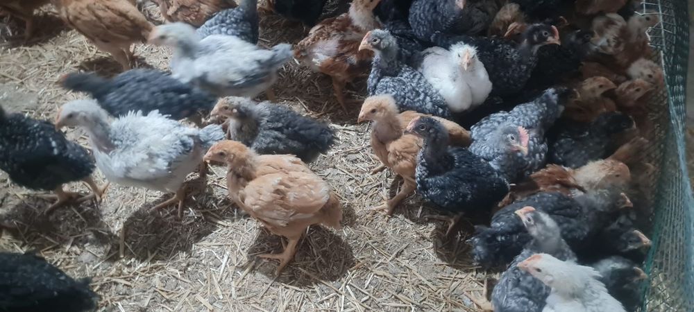 Pui alb-Pui Rasa Mixta-Rațe Sibiu • OLX.ro