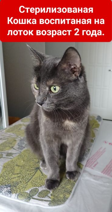 Кошка стерилизованая